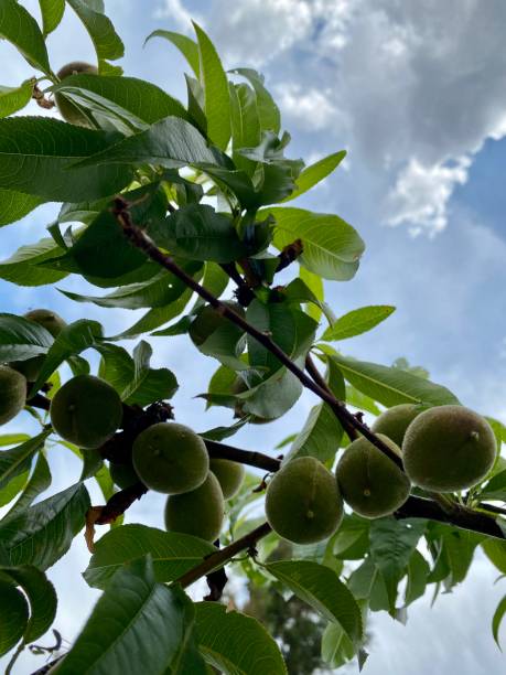 istock Fresh apricot and apricot tree 1402886711