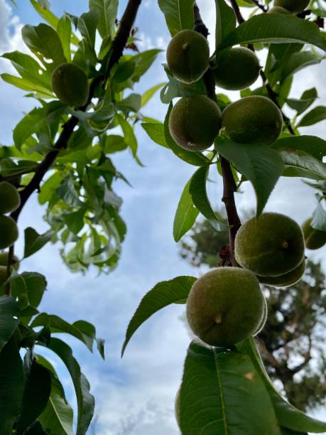 istock Fresh apricot and apricot tree 1402886718
