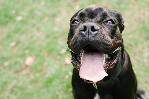 Young purebred black dog cane corso on green lawn with tongue close up