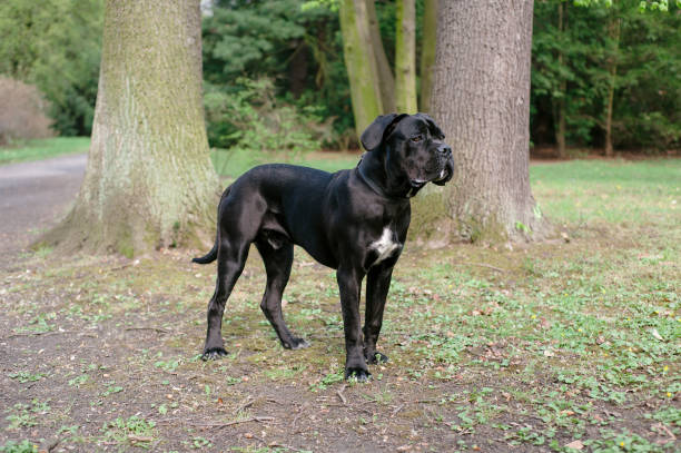 istock Young purebred black dog standing on autumn park. Cane corso training. 1402887036
