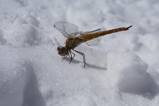 yellow big dragonfly on the snow