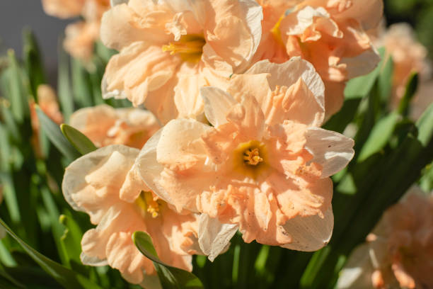 istock daffodil hybrids with salmon pink petals in sunlight 1402889212