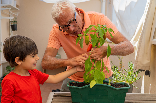 grandfather and grandson collecting peppers in summer in an urban garden on the terrace