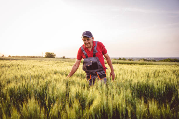istock Farmer touching green heads of wheat while walking through field 1402889278