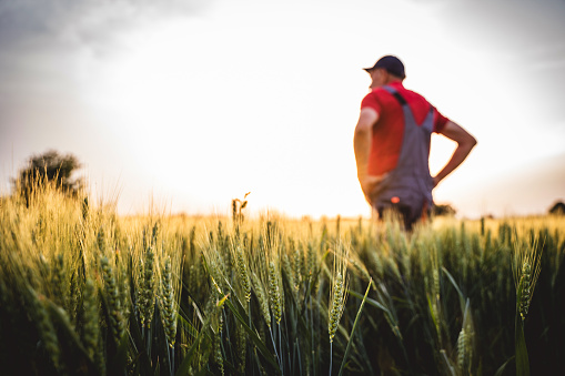 Field with grain in summer