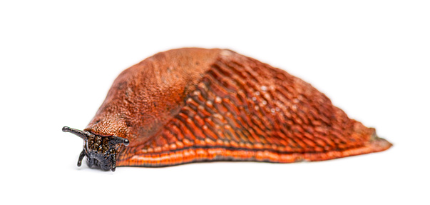 Side view on a orange red slug, Arion rufus, isolated on white