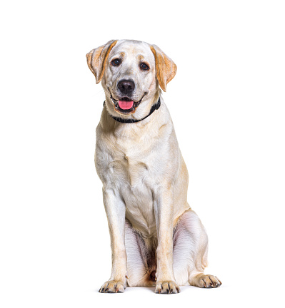 Yellow Labrador panting, sitting, isolated on white