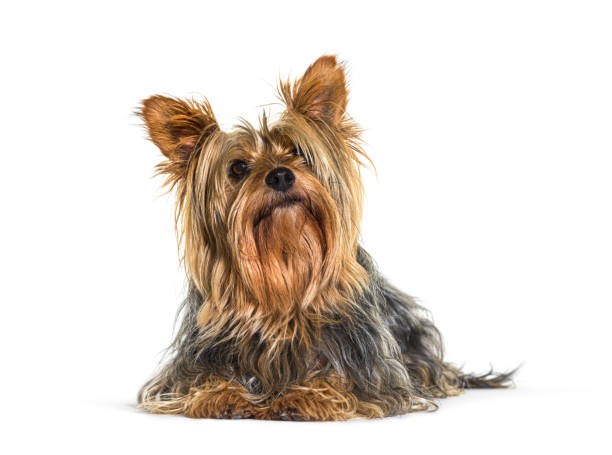 istock looking up Yorkshire terrier dog lying down, isolated on white 1402890629