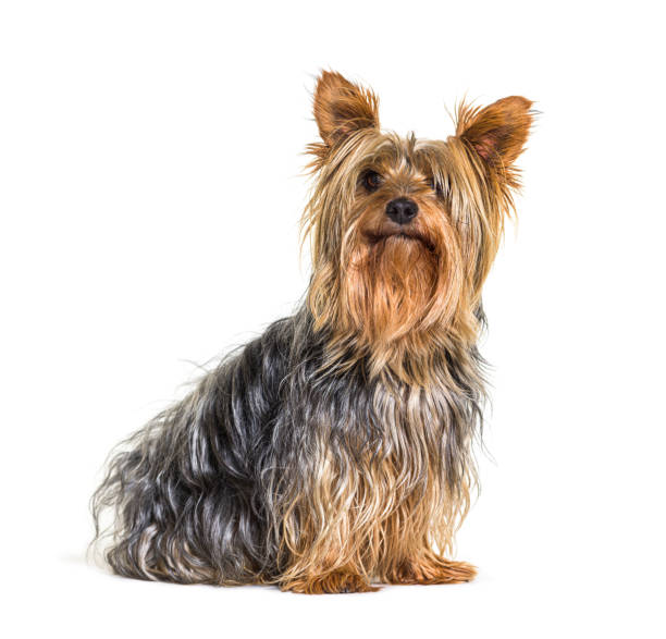 istock Yorkshire terrier dog sitting on white background 1402890706