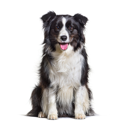 Black and white panting border collie dog sitting, isolated on white