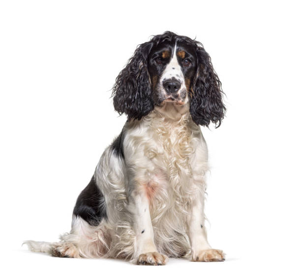 istock English cocker spaniel dog, sitting, isolated on white 1402891161