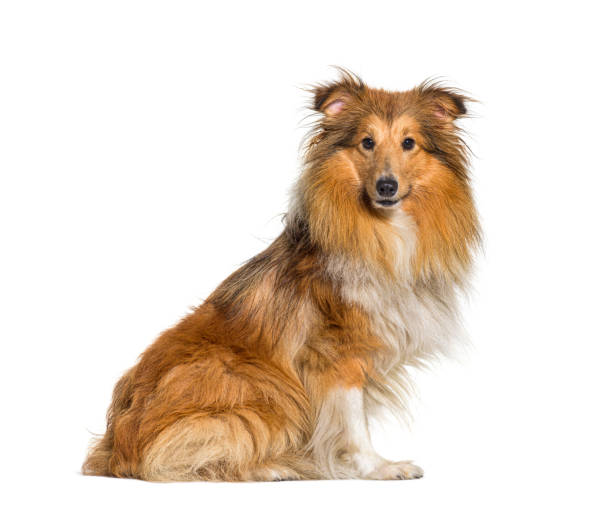istock Shetland Sheepdog, Sheltie dog, looking at camera, isolated on white 1402891197