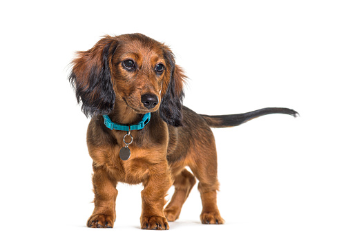 Dachshund wearing a blue dog collar, standing, isolated on white