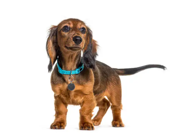 Photo of Dachshund wearing a blue dog collar, standing, isolated on white