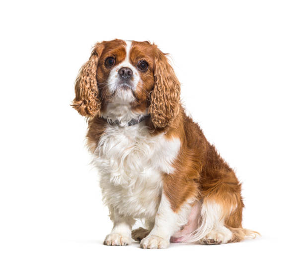 istock Fat Cavalier king Charles spaniel dog wearing a collar, sitting, isolated on white 1402891429