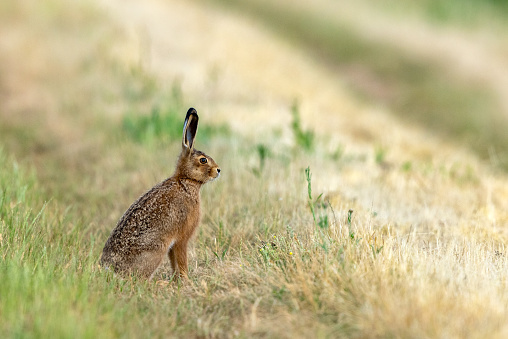 Red-haired pet rabbit sitting on green grass with pink flowers, close-up photo of a pet