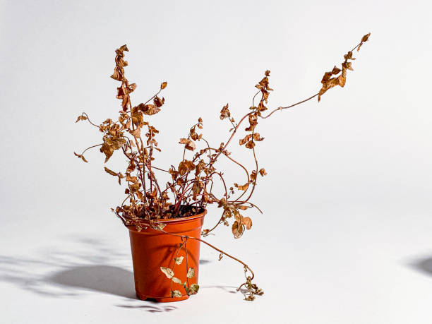 istock Neglected dried and dead plant in blue and red plastic pot 1402891628