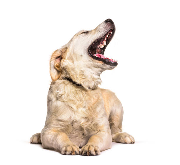 istock Golden Retriever dog yawning, lying down, isolated on white 1402891731