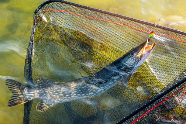 istock pike fish in landing net caught with spinner lure 1402892410