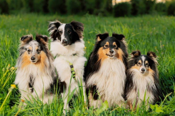 istock Four Sheltie dogs sitting in grass and looking at camera. 1402892477
