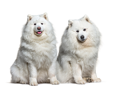 Portrait of Alaskan and Siberian Husky dog in domesticated pet. They have elegant appearance, love of freedom and desire for independence, have the instinct to hunt and protect people