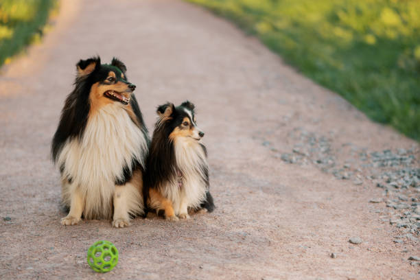 Two Sheltie dogs sitting on footpath and looking away.