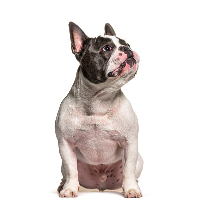 French Bulldog Looking up, sitting in front of white background