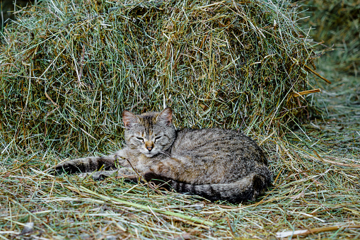 Outbred gray cat with green eyes is napping in a stack of fresh hay. rural life