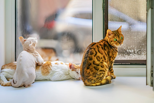 Three cute cats of different breeds sit together on windowsill