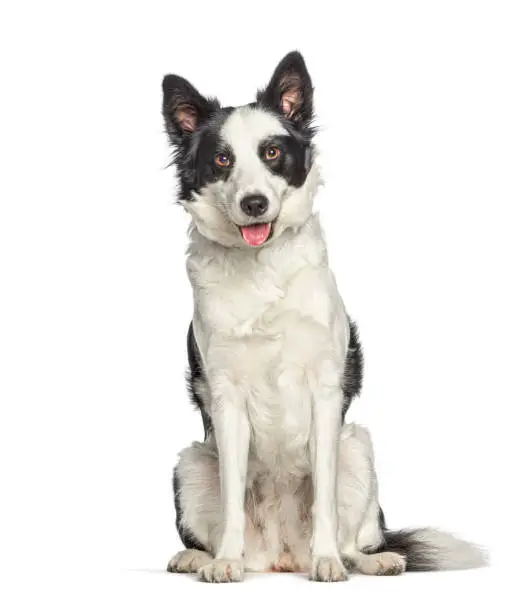 Panting Black and white border collie sitting in front and looking at the camera