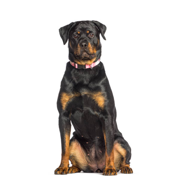 istock Rottweiler wearing a ping dog collar, sitting, isolated on white 1402896184