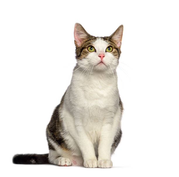istock Sitting Crossbreed cat looking up, isolated on white 1402896228