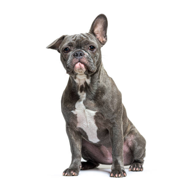 istock Young grey french Bulldog sitting in front 1402896243