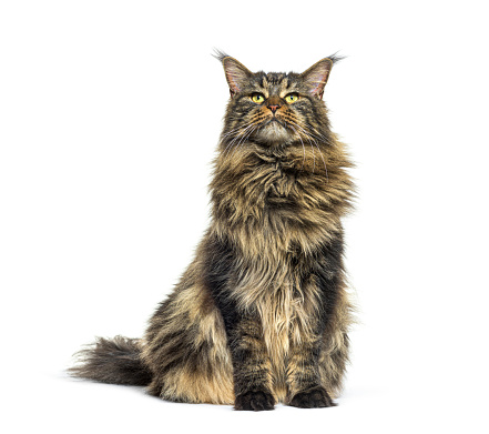 Adulte Maine coon sitting in front, isolated on white