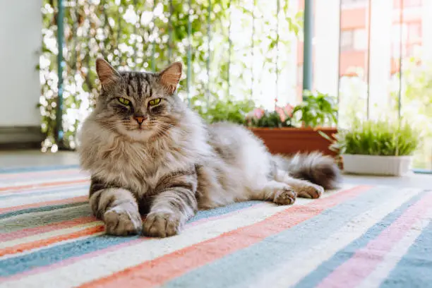 pet fluffy gray Maine Coon cat, lazily lies on woven carpet, on balcony, looks with green eyes at camera, on blurred background of plants in rays of light. Predatory look cat, sly eyes, domestic tiger
