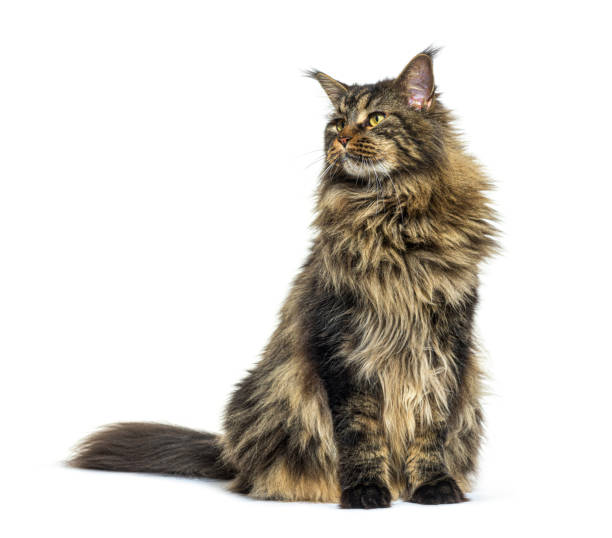 istock Maine coon cat sitting in front, looking up away, isolated 1402896269