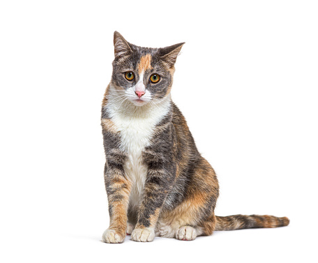 Tri colored Mixed breed cat with yellow eyes sitting, isolated