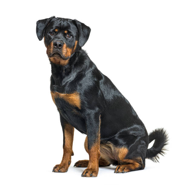istock Young rottweiler dog sitting, side view and looking at the camera 1402896309