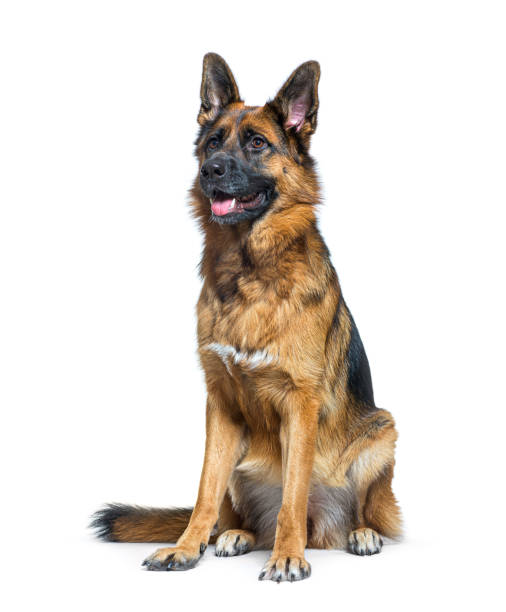 istock German Shepherd dog sitting, panting and looking away 1402896362