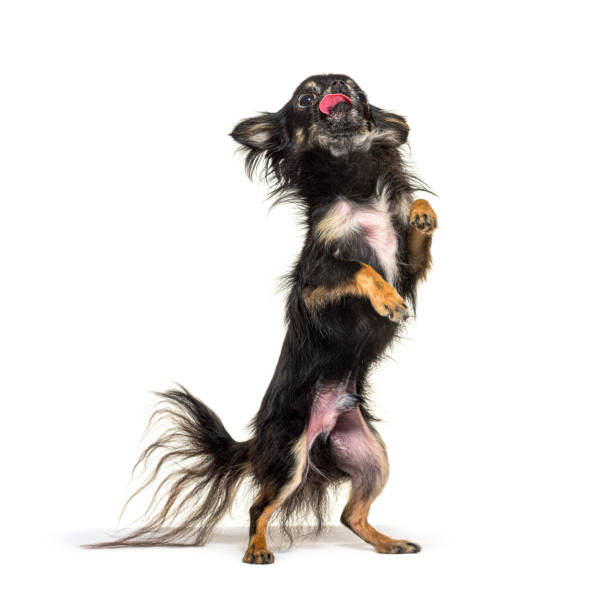 istock Black Chihuahua begging on its hind legs licking its self, looking up, isolated 1402896384
