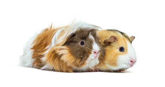 This is a photograph of a pet guinea pig indoors.