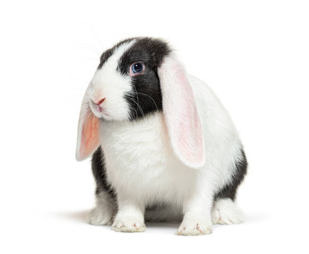 istock Black and white lop rabbit blue eyed 1402896450