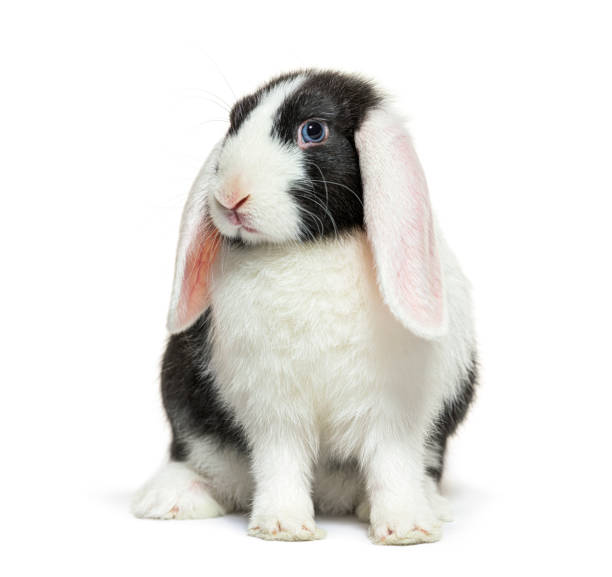 Black and white lop rabbit blue eyed stock photo