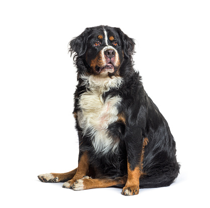 Old and Fat Bernese mountain dog, isolated on white