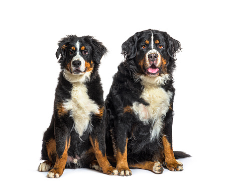 Young and old Bernese mountain dogs sitting together, isolated on white