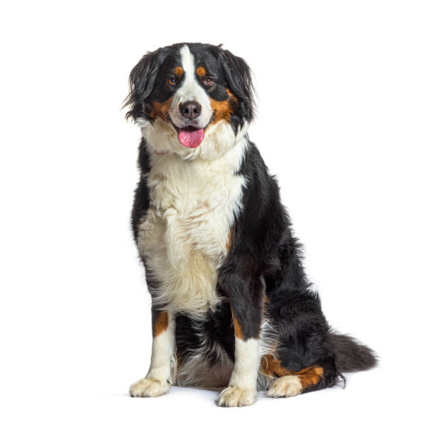 istock Bernese mountain dog sitting panting, isolated on white 1402896480