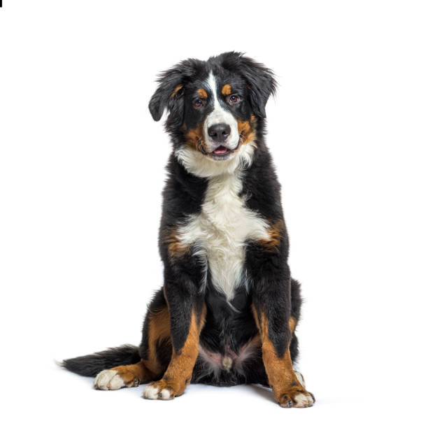 istock Bernese mountain dog, isolated on white 1402896494