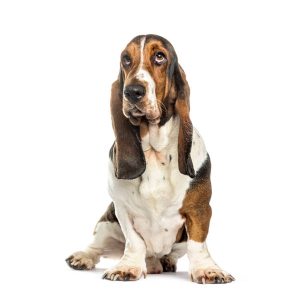 istock Basset hound, isolated on white 1402896669