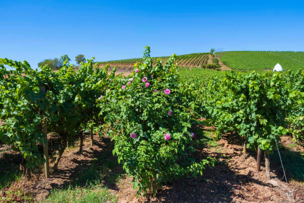 istock Rows of vines in Rheinhessen 1402896710