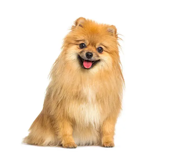 Photo of Red Pomeranian dog panting and sitting in front, isolated on white